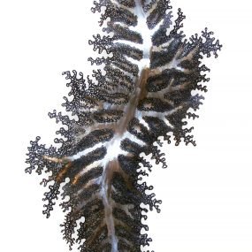 Ramo - 212 x 80 x 0,8 cm - Aço carbono - 2009